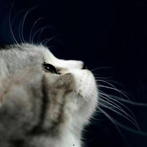 娱乐吃瓜猫捉鸟是真的吗,娱乐吃瓜猫捉鸟事件,真相究竟如何? 第1张 娱乐吃瓜猫捉鸟是真的吗,娱乐吃瓜猫捉鸟事件,真相究竟如何? 第1张