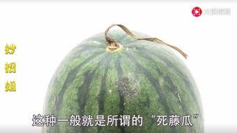 吃瓜苏州网红,吃瓜之旅，味蕾盛宴  第3张